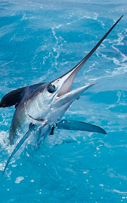 Deep-Sea-Fishing-In-Cancun-White-Marlin-5